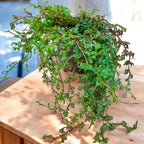 Selaginella uncinata ‘Patina’ (Peacock Moss) - feriga curcubeu