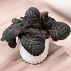 Episcia cupreata 'Červený krokodýl'