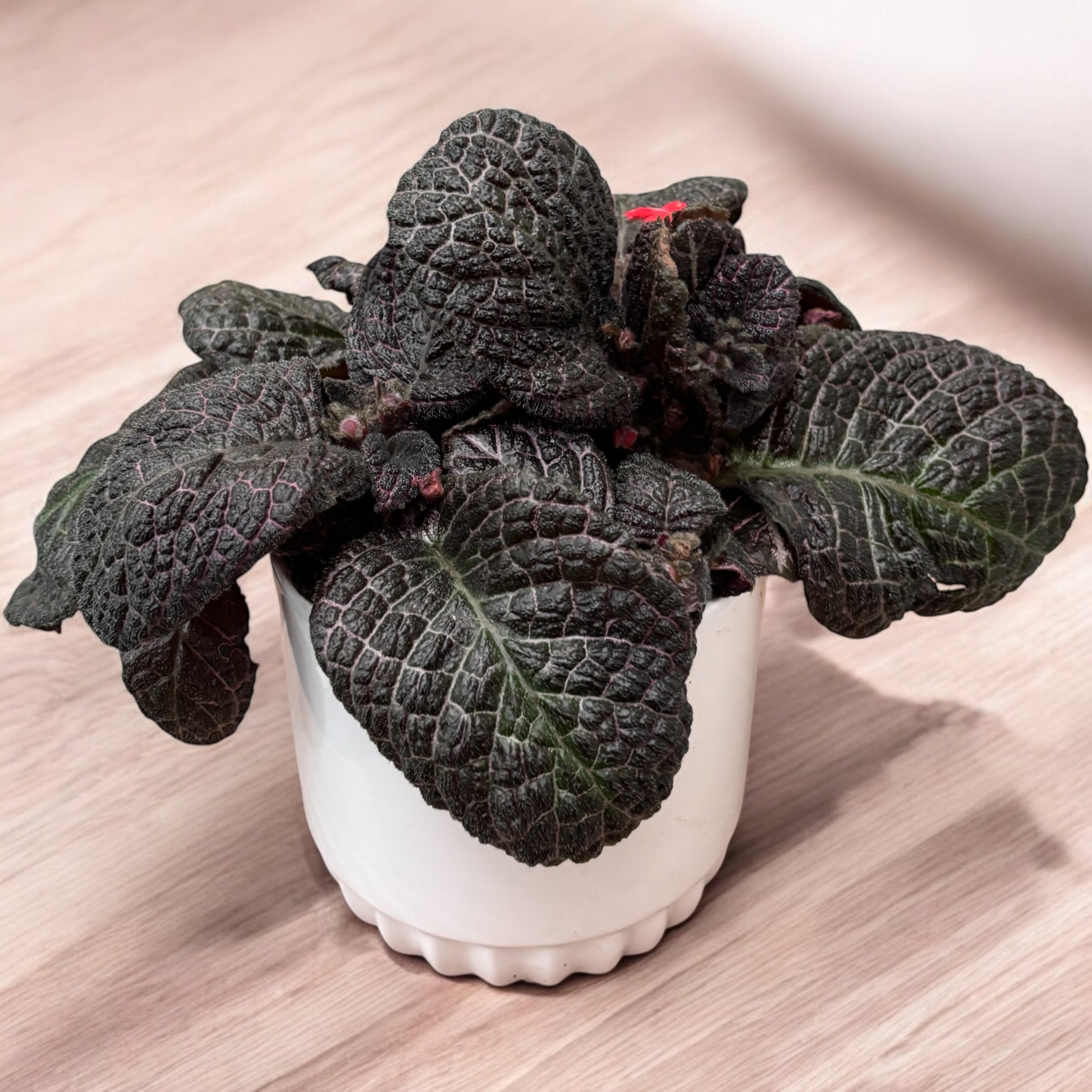 Episcia cupreata 'Red Crocodile'