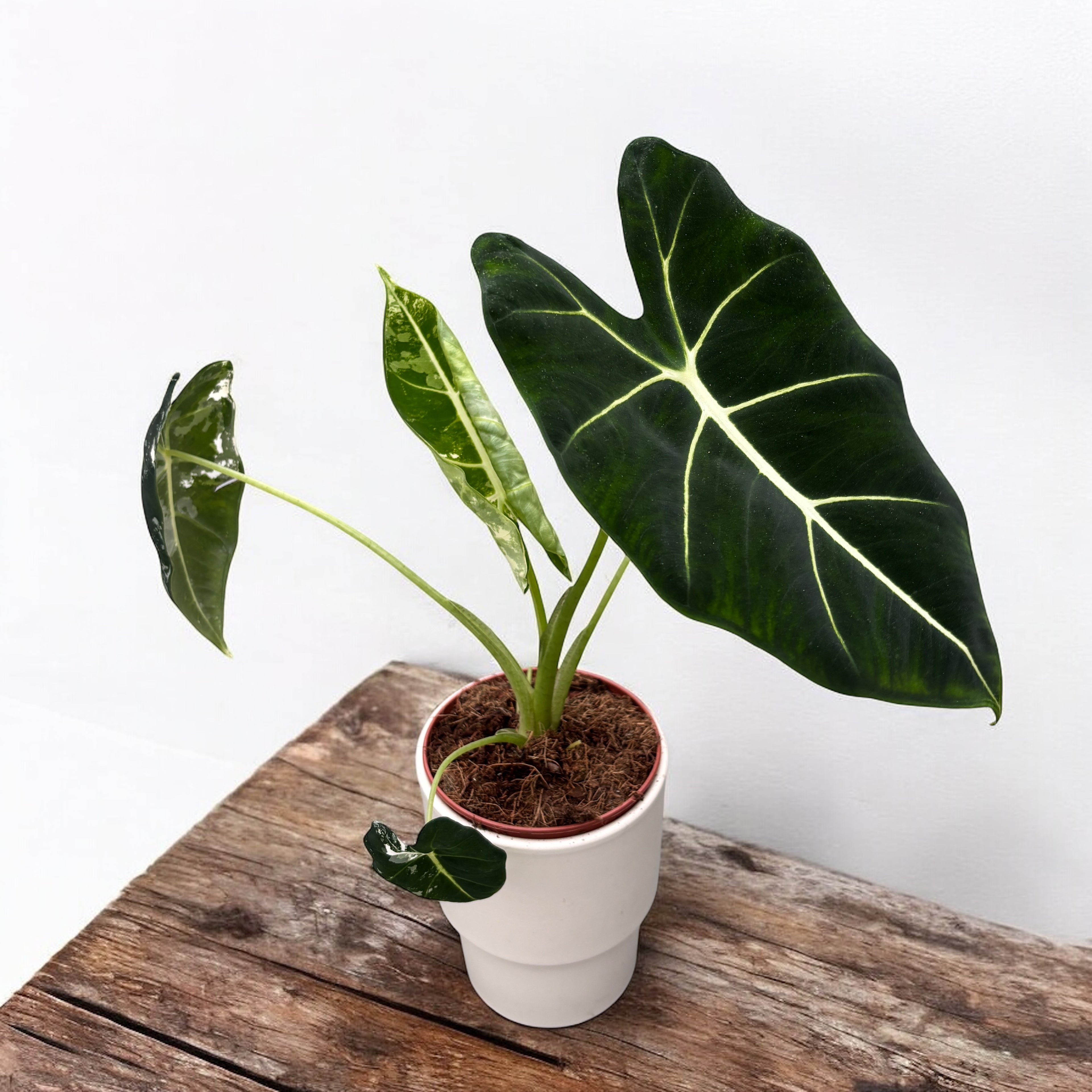 Alocasia micholitziana 'Frydek Variegata' (low variegation)
