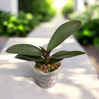 Phalaenopsis Ark's Happy Magician '3674'