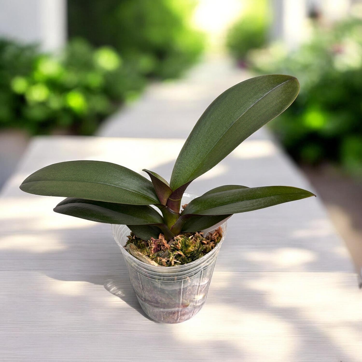 Phalaenopsis Ark's Happy Magician '3674'