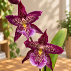 Beallara Marfitch 'Howards Dream'