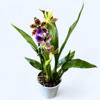 Zygopetalum Advance Australia - illatos virágok