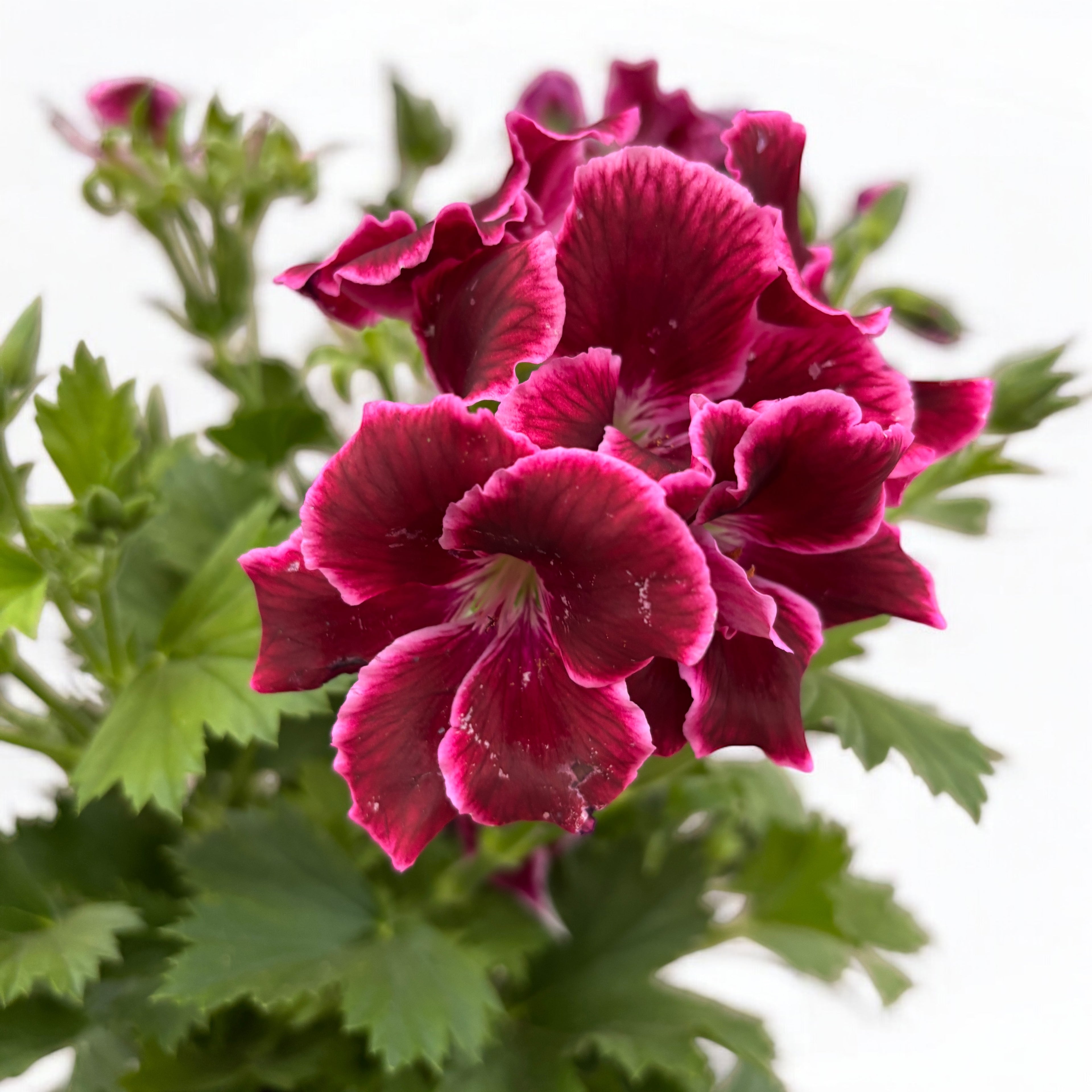 Pelargonium Grandiflorum 'Elegance Adele’ (muscate englezesti)