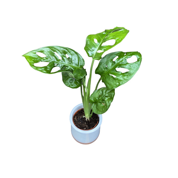 Monstera Adansonii (Babypflanze) - Philodendron-Affenmaske