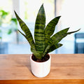 Sansevieria 'Black Coral'