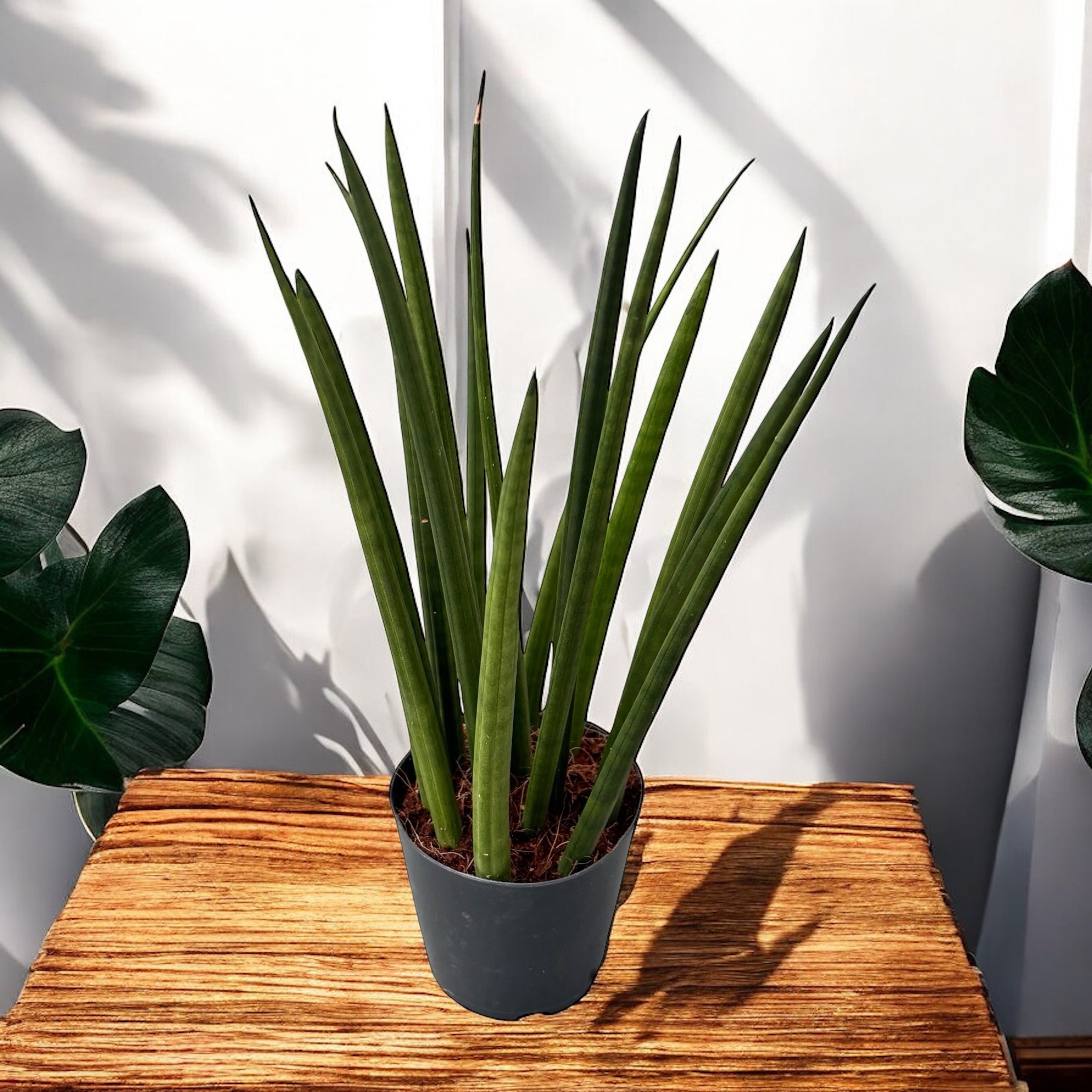 sansevieria verzorging Sansevieria cylindrica (Snake Plant) – Secret Garden Plant Shop