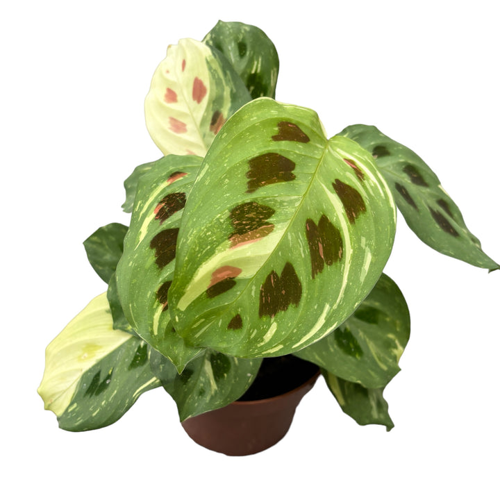 Maranta Leuconeura var. kerchoveana 'Variegata' (Maranta ‘Beauty Kim’)