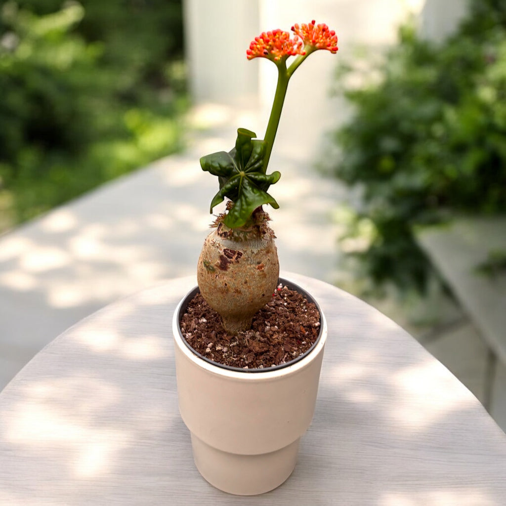 Jatropha podagrica (Buddhan vatsa)