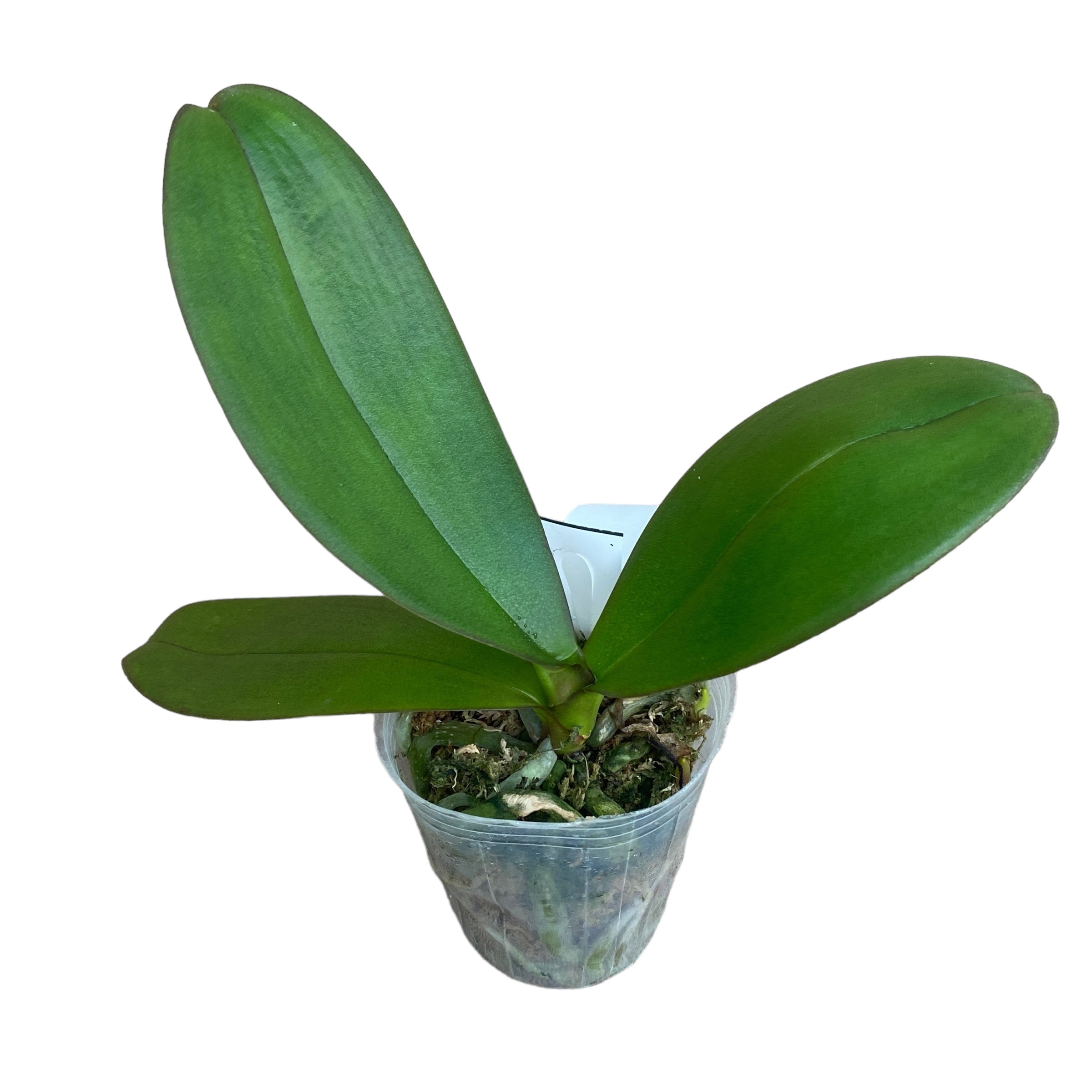 Phalaenopsis MIki Gorgeous (peloric) parfumat