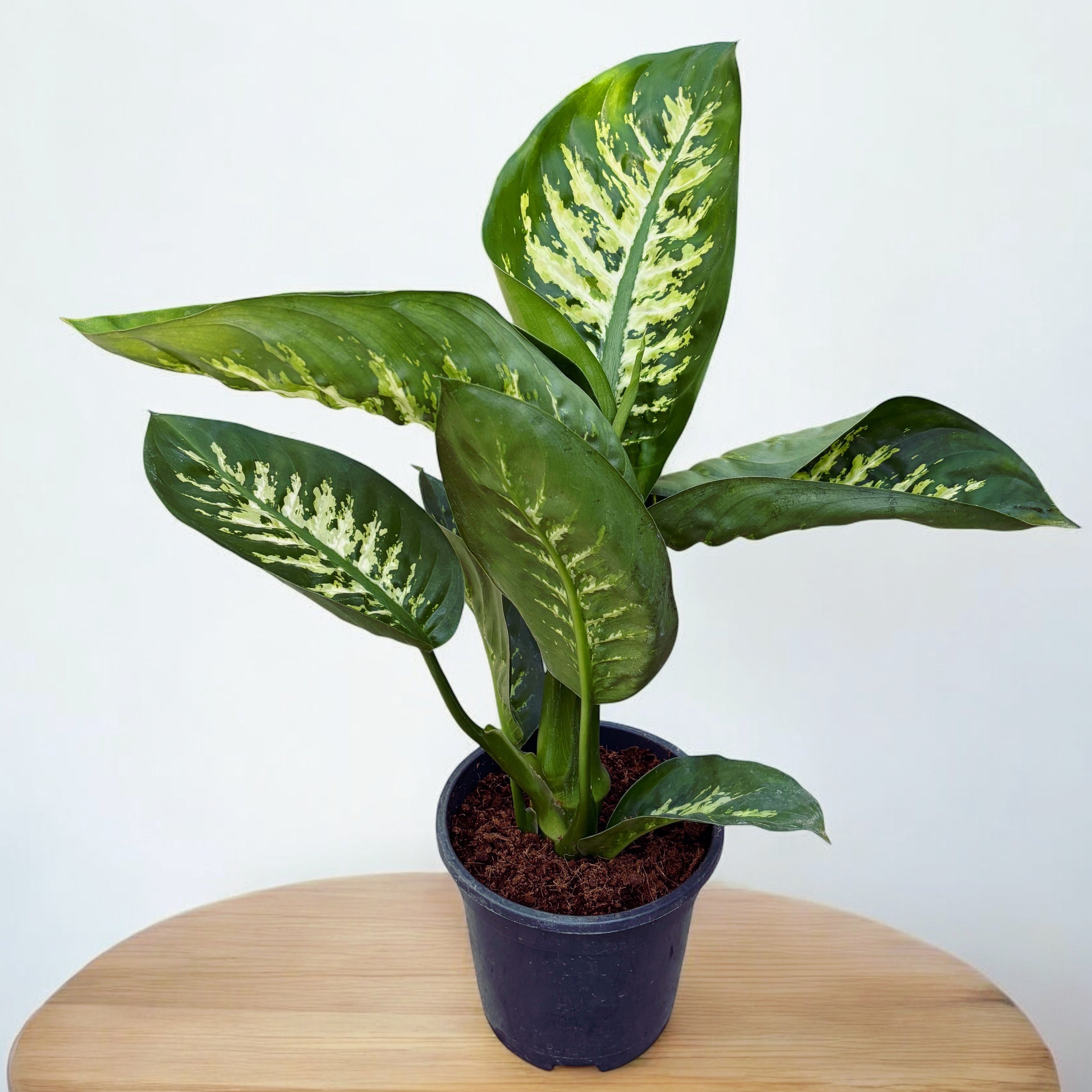 dieffenbachia seguine entretien Dieffenbachia seguine 'Tropic Snow'