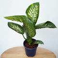 Dieffenbachia seguine 'Tropic Snow' - planta tropicala cu intretinere usoara