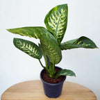 Dieffenbachia seguine 'Tropic Snow' - planta tropicala cu intretinere usoara