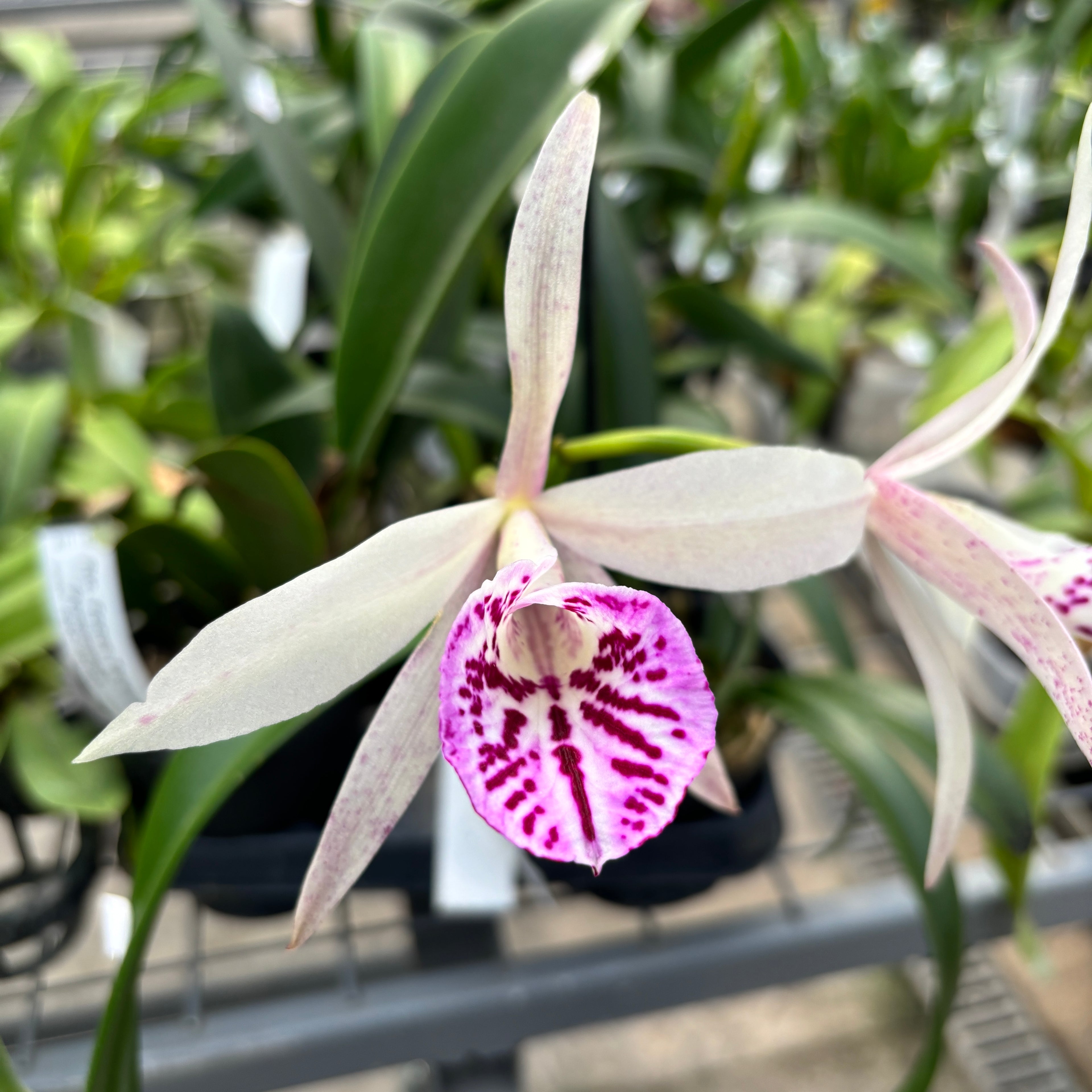 Bc. Yu Toung Star 'No.1' (Bc. Tetra Lip × Bc. Morning Glory)