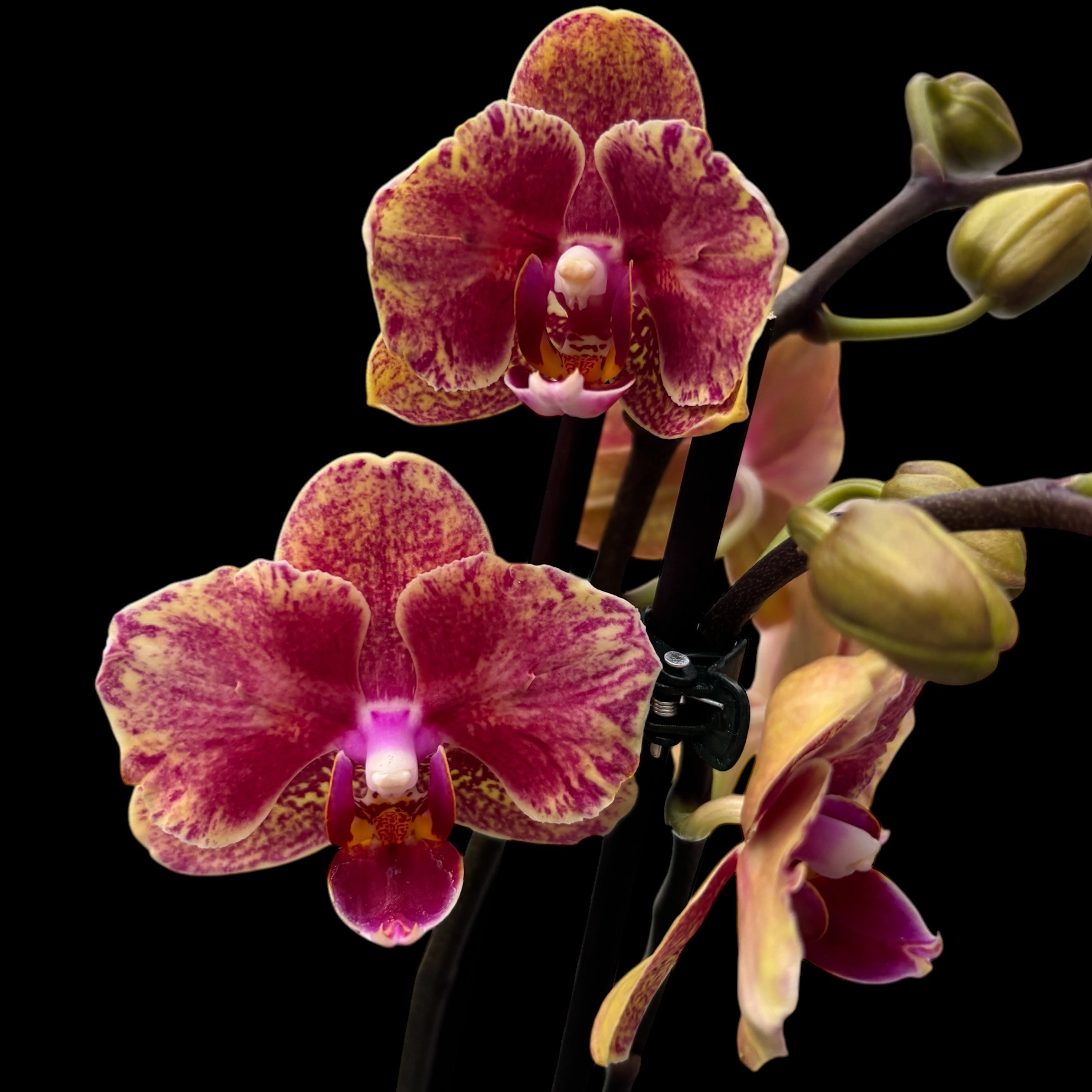 Phalaenopsis Lioulin Phoenix (farfalla pelorica)