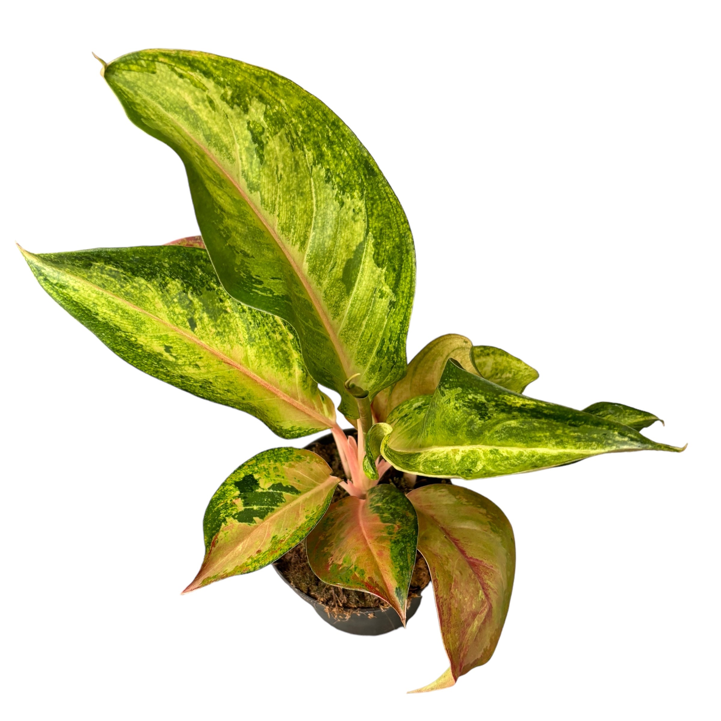 Aglaonema 'Guave Pink'
