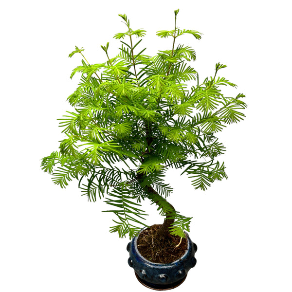 Bonsai Metasequoia (S-Form)