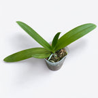 Phalaenopsis Miki Blue Fantasy '530'