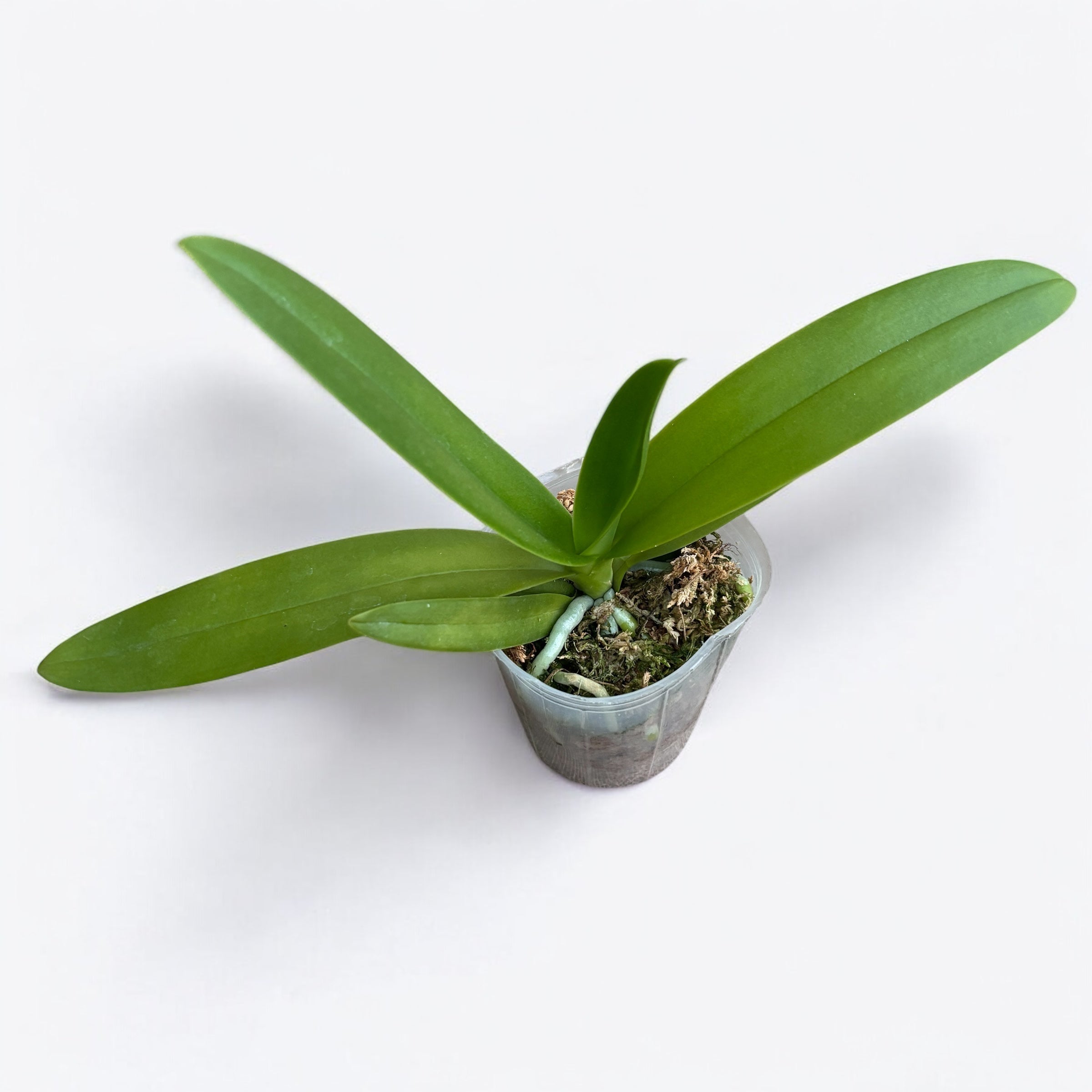 Phalaenopsis Miki Blue Fantasy '530'