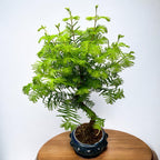 Bonsai Metasequoia (Form S)