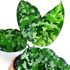 Aglaonema pictus 'Tricolor'