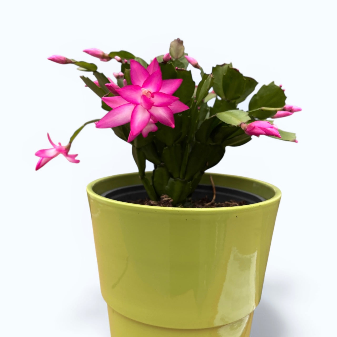 Schlumbergera ‘Cyber Pink’ (craciunita roz) - exemplare XL