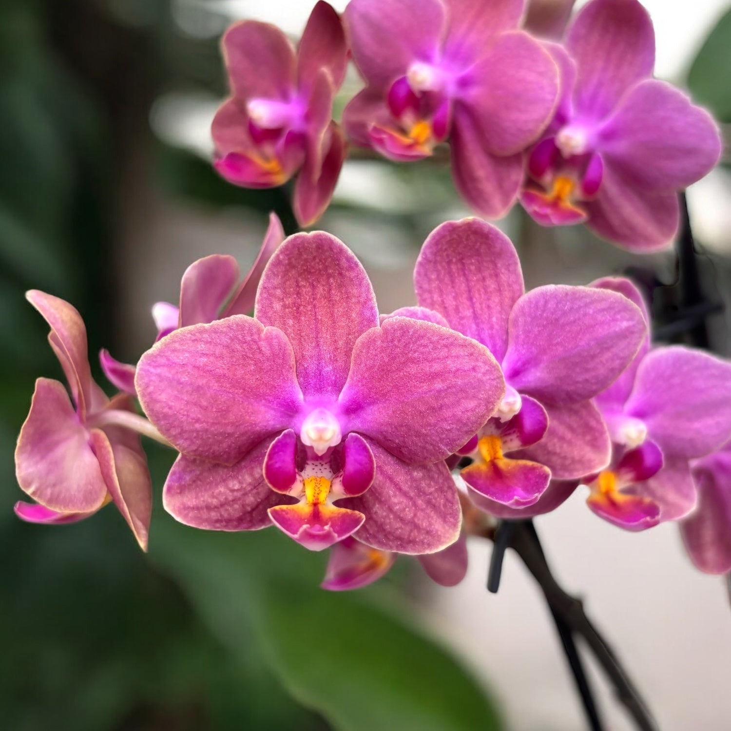 Phalaenopsis Diffusion (Aromio Exotic) *scented