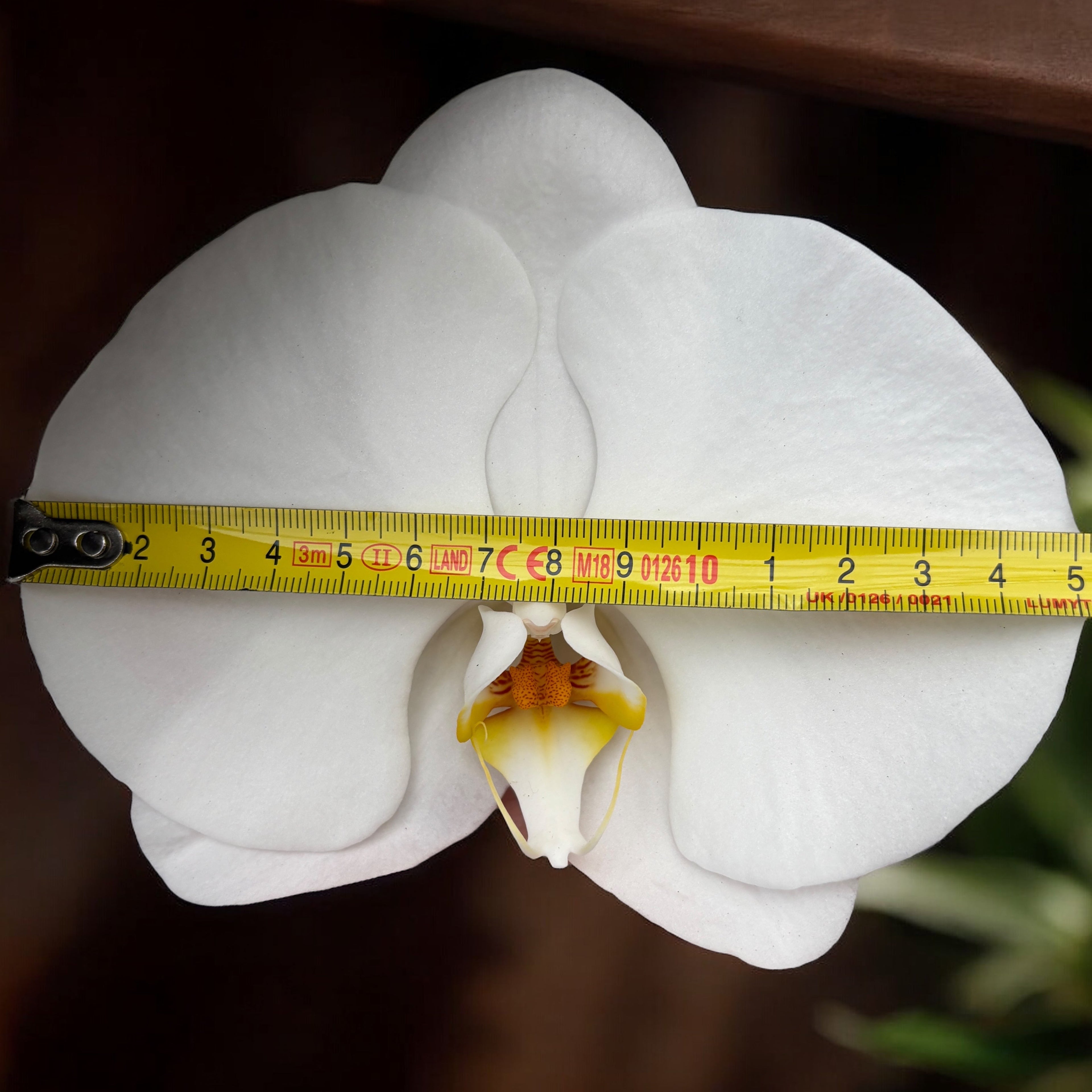 Phalaenopsis Sogo Yukidian 'V3' (Бял Флориос) - XXL цвете