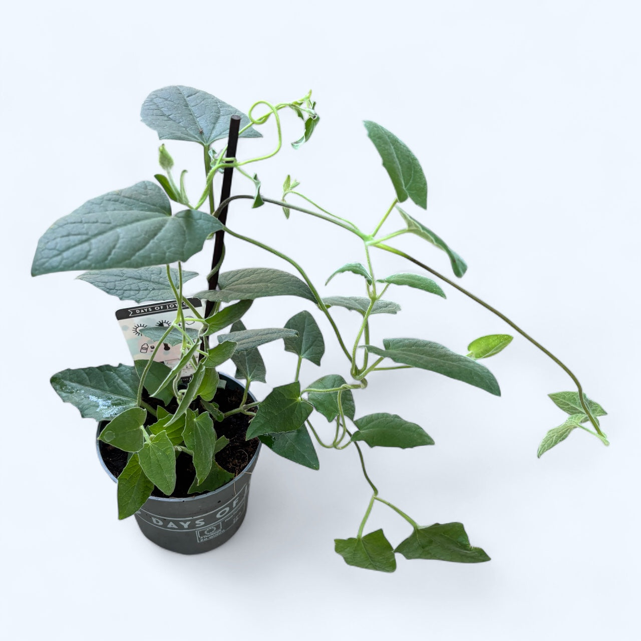 Thunbergia alata ‘Rosa Sensation’ (Suzana cu ochi negri)