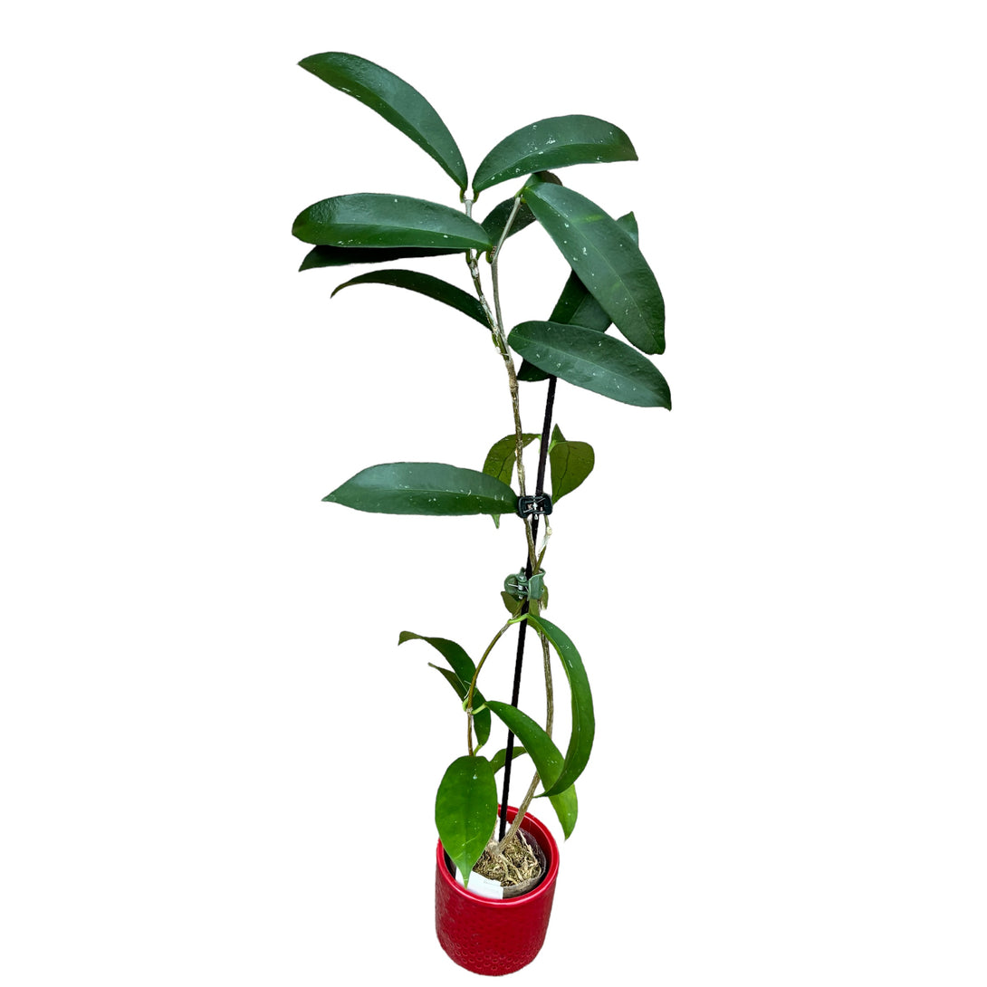Hoya graveolens (Hoya oblongacutifolia)