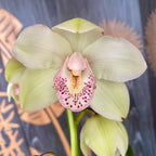 Cymbidium Kaunis Valkoinen