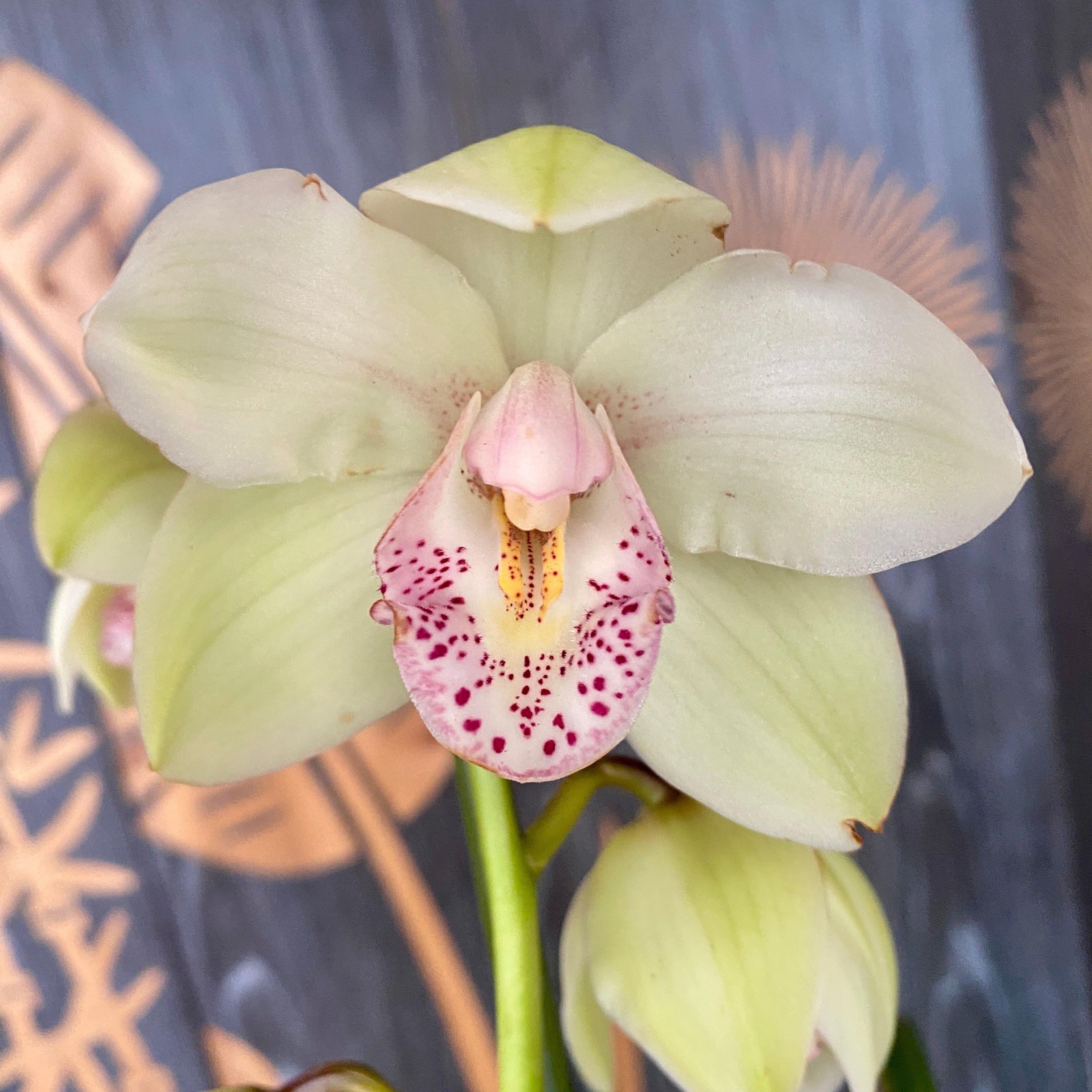 Cymbidium Pretty White