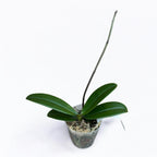 Phalaenopsis SKB Black Lace × (Brother Amar × Heliodor 'Star Green Angel')