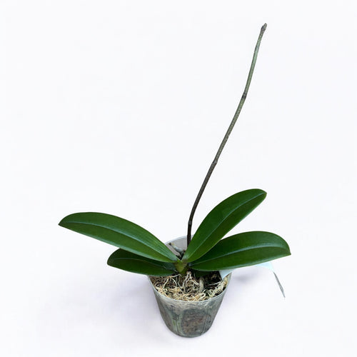 Phalaenopsis SKB Black Lace × (Brother Amar × Heliodor 'Star Green Angel')