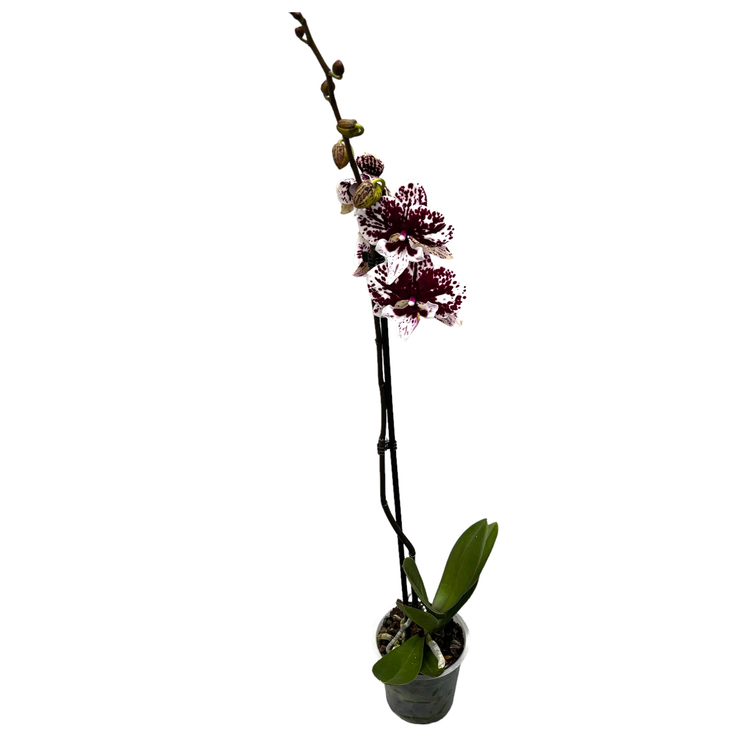 Phalaenopsis JC Maria Mar (big lip)