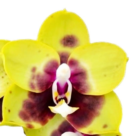 Phalaenopsis (Lioulin Goldfinch × Princess Kaiulani) '1445'