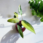 Philodendron Strawberry Shake