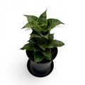 Sansevieria 'Mahanakorn'