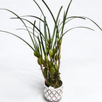 Maxillaria tenuifolia (Coconut Orchid) - very fragrant variety