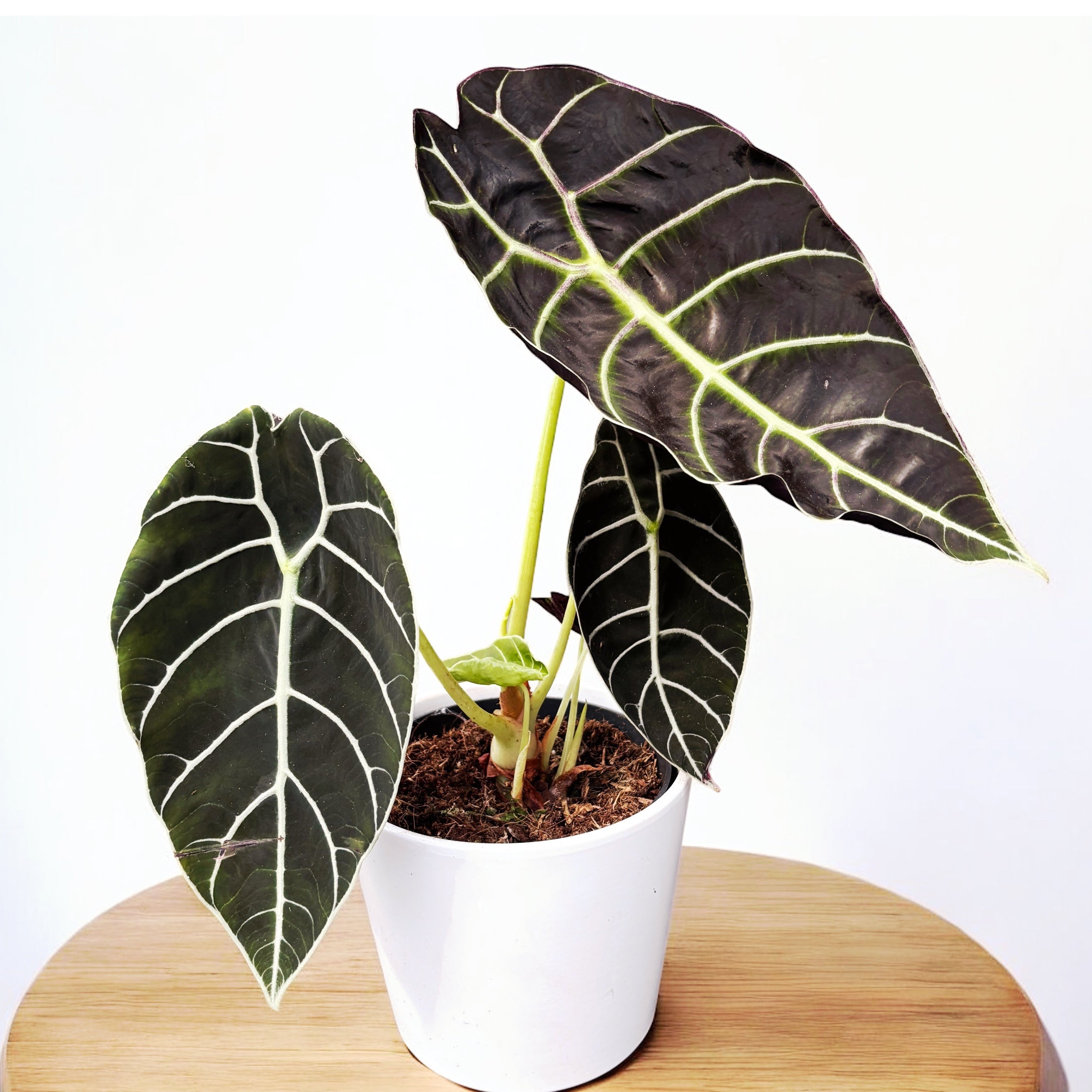 Alocasia ‘Watsoniana’ – eleganta tropicala cu frunze impozante si reflexii verzi metalice