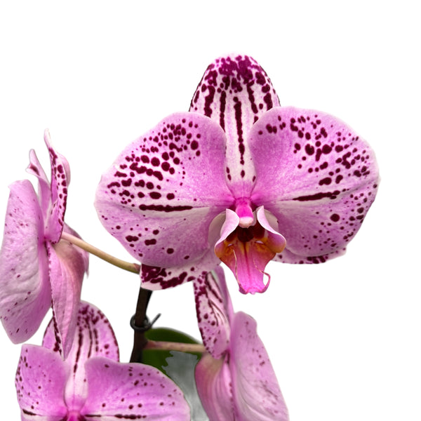 Phalaenopsis Cassie (XL-Blüten)