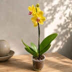 Phalaenopsis Fuller's Sunset (pelorická)