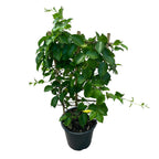 Mandevilla Diamantina Opale Citrine ('Lancalifornia')- flori parfumate