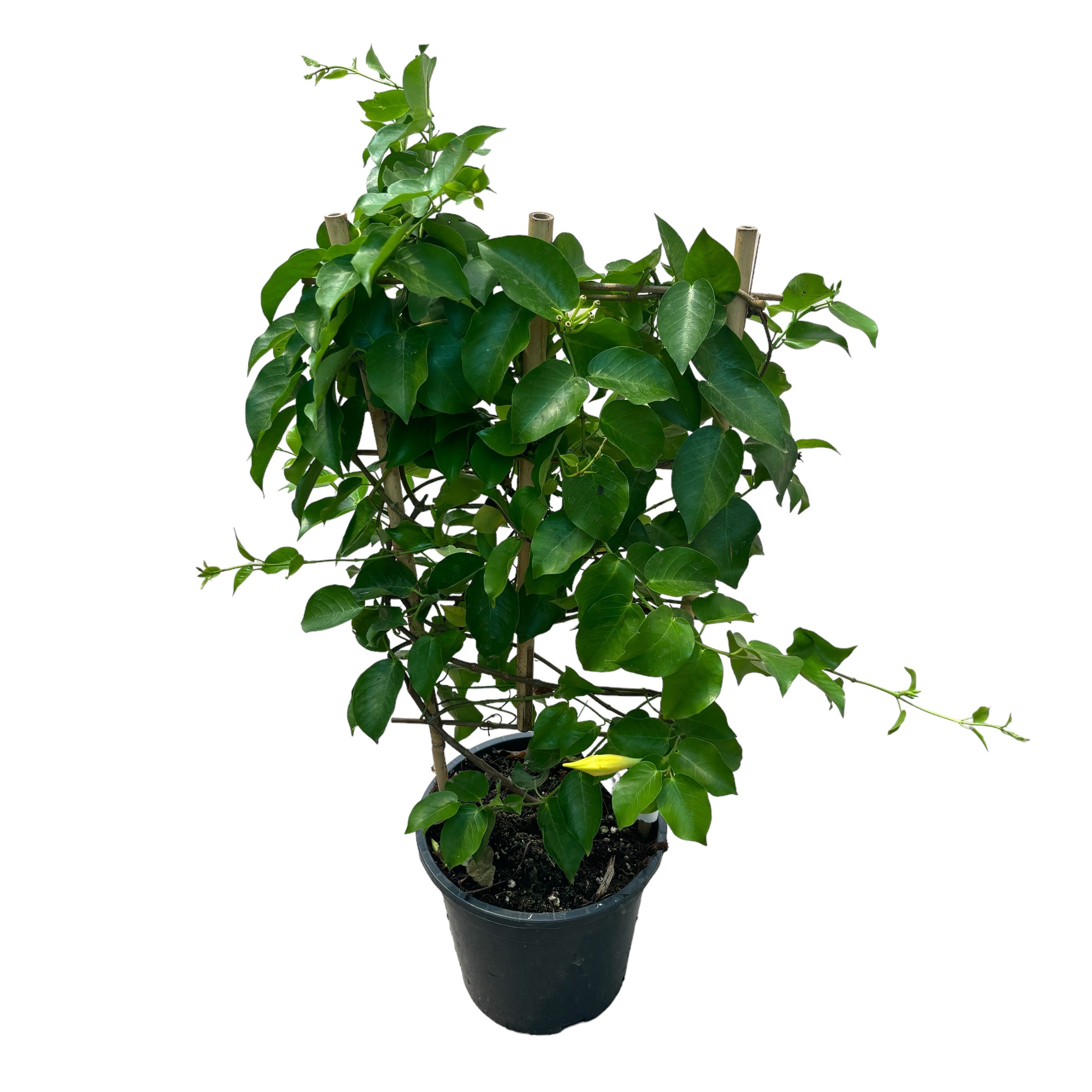 Mandevilla Diamantina Opale Citrine ('Lancalifornia')- flori parfumate