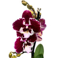 Phalaenopsis ‘Limited #85’ big lip