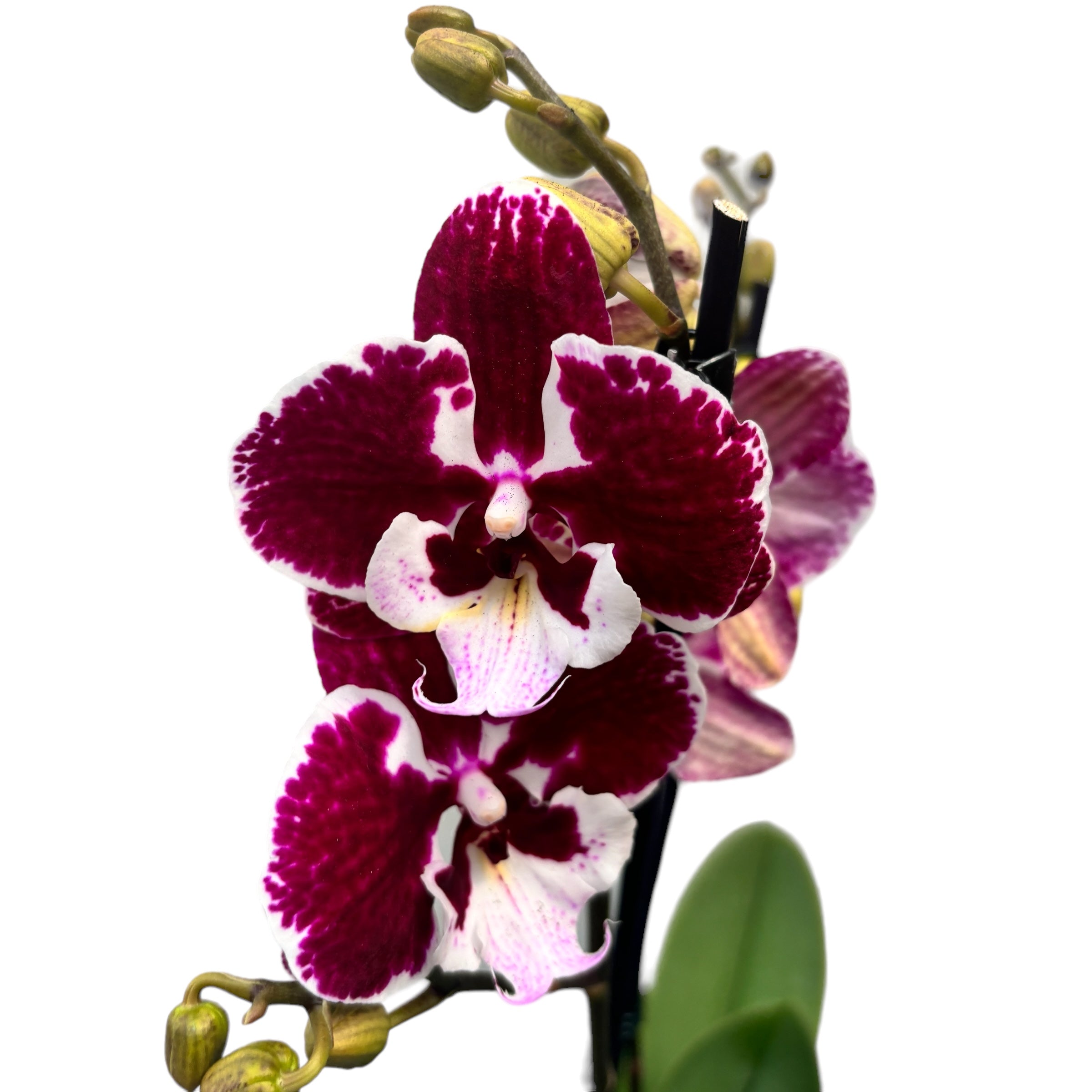 Phalaenopsis « Limited #85 » grande lèvre