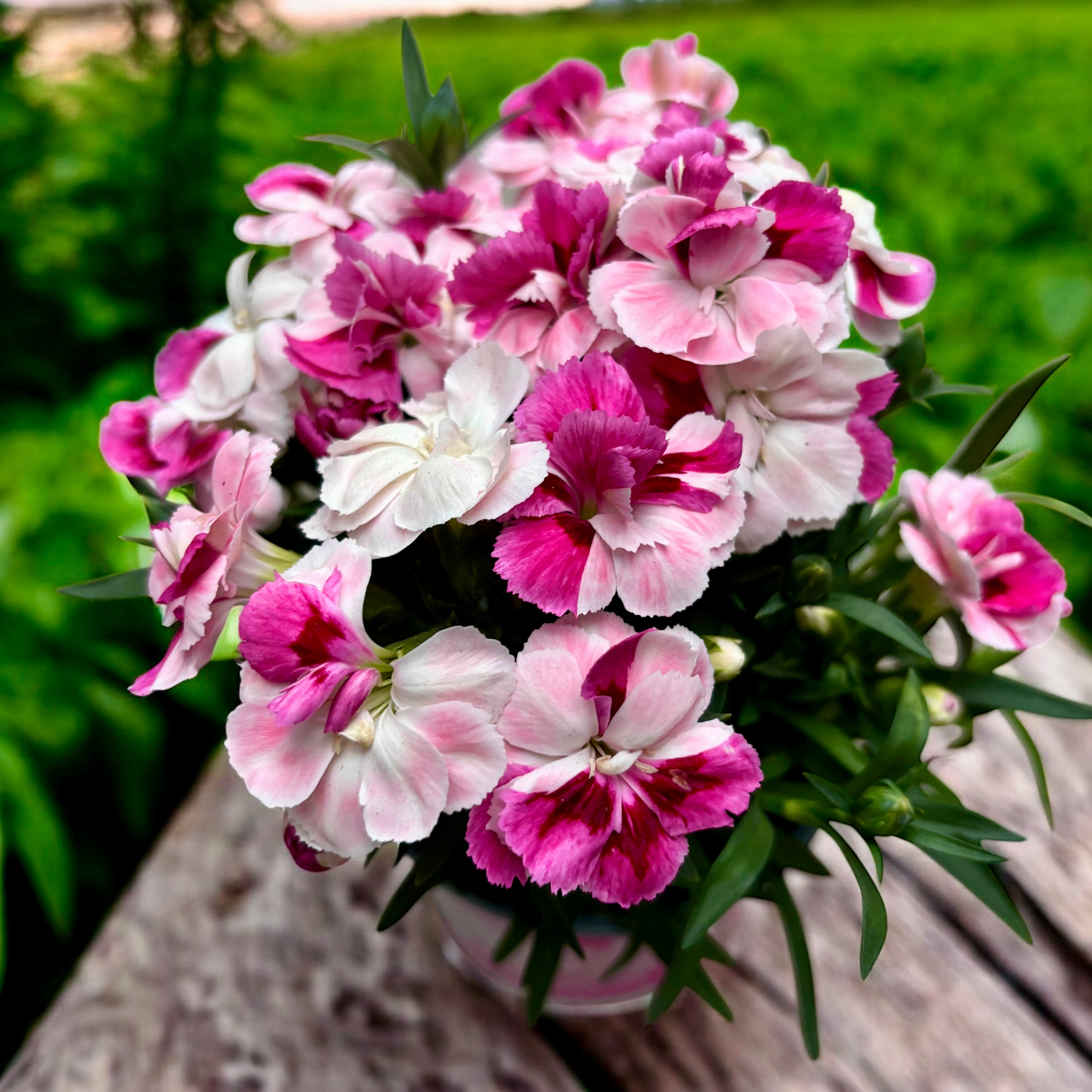 Dianthus ‘Sprint Pink & Proud’ - garofita perena cu flori parfumate, inflorire continua