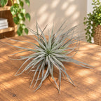 Tillandsia Super Silver - planta aérea