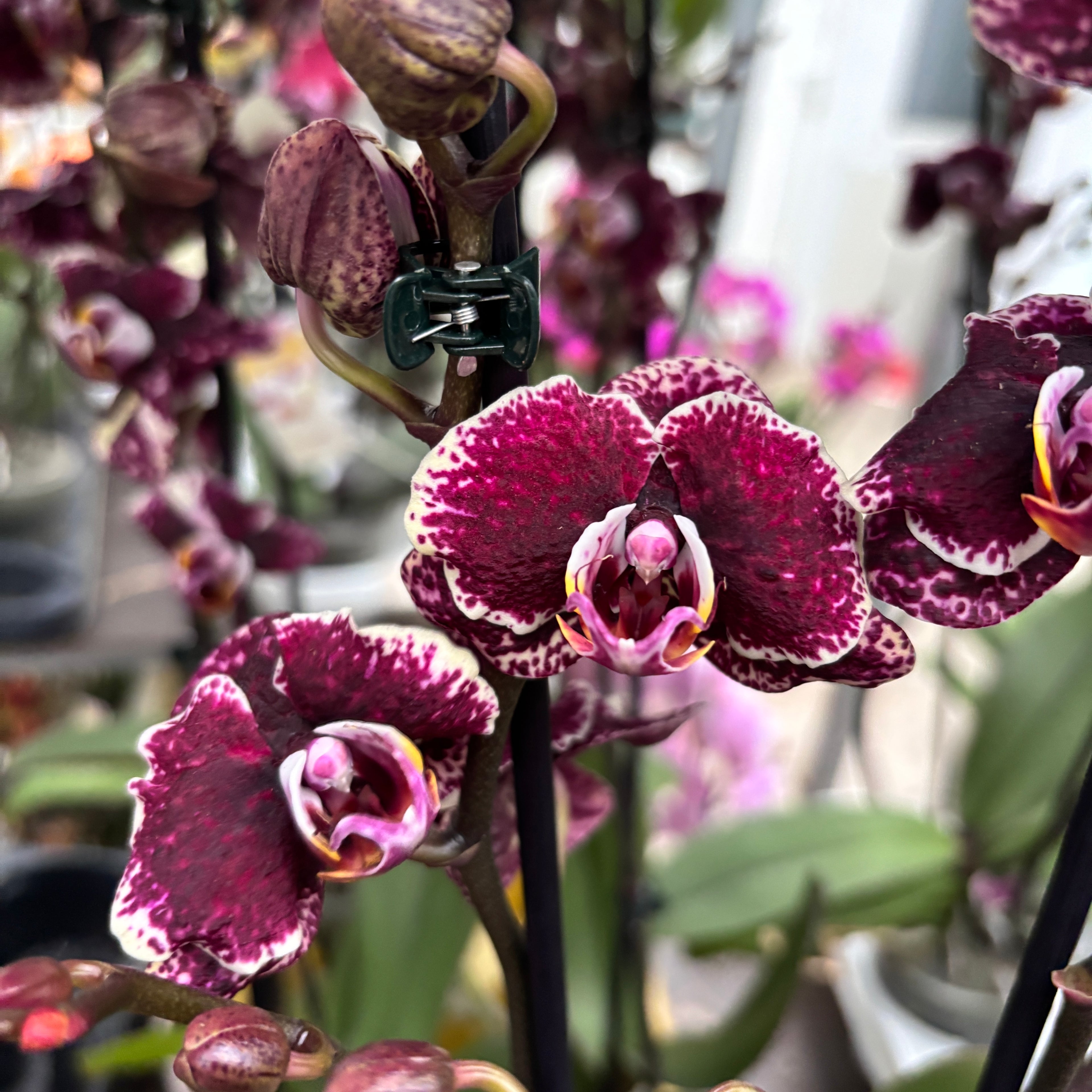 Phalaenopsis « Limited #51 »